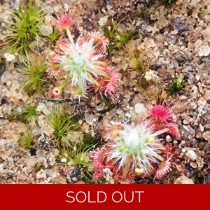 Drosera eneabba A, 10+ gemmae